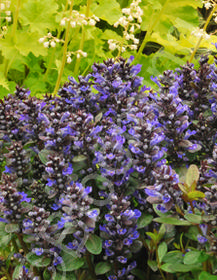 Ajuga reptans 'Blueberry Muffin'